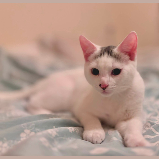 Photo of Snowball