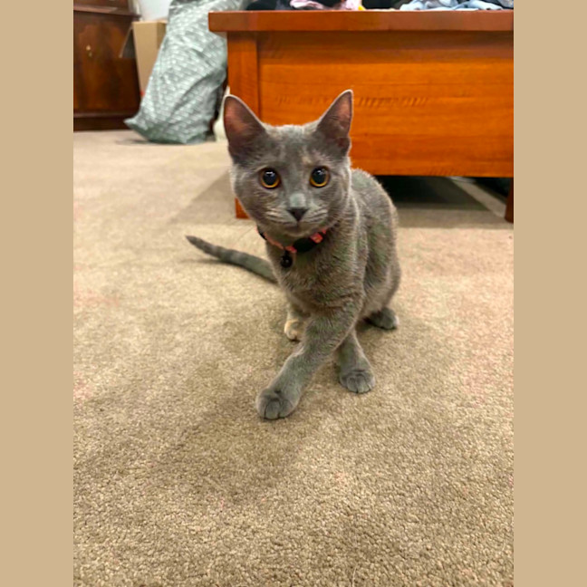 Photo of Nova 