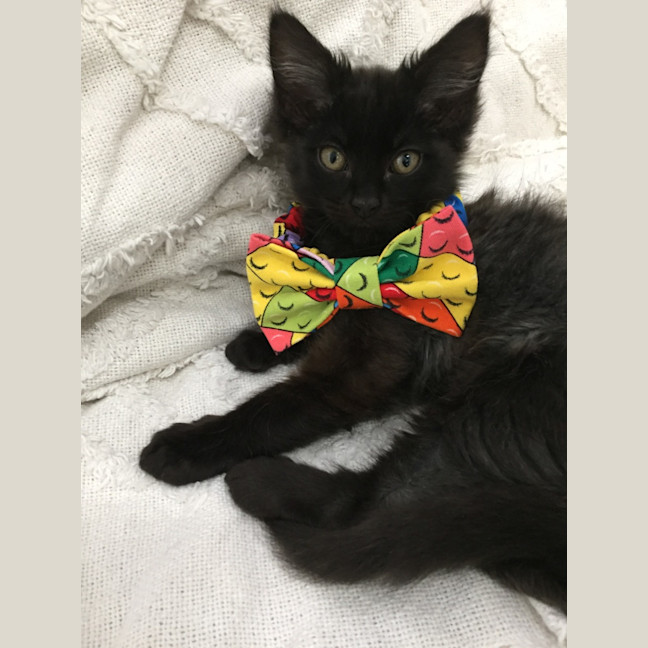 Photo of Mr. Rufty Tufty