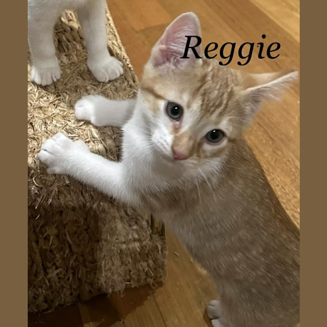 Photo of Reggie