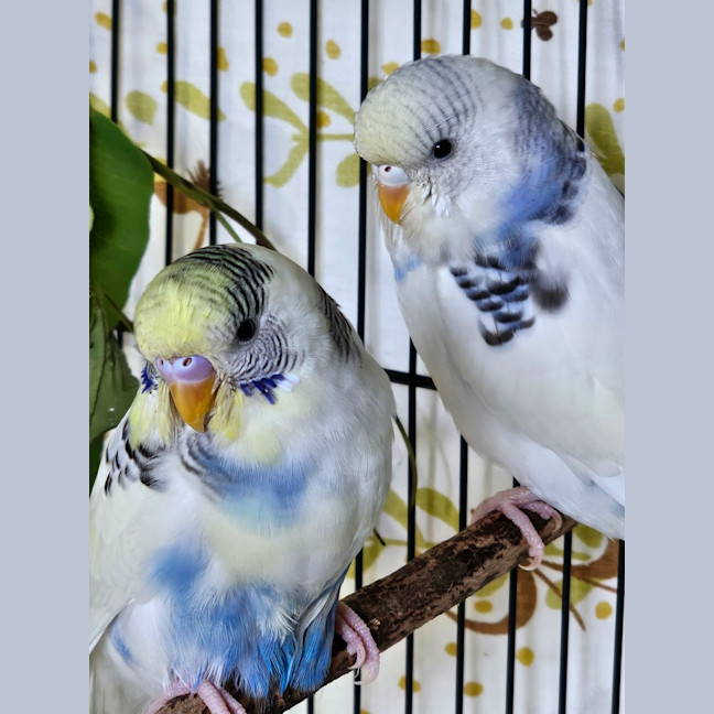 Photo of Bonnie