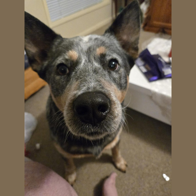 Photo of Rambo   3 Year Old Cattle Dog (Trial 26/9)