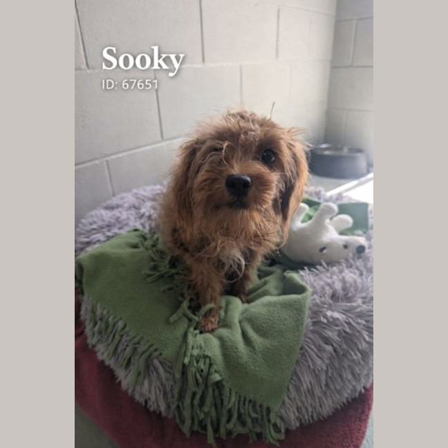 Photo of Sooky