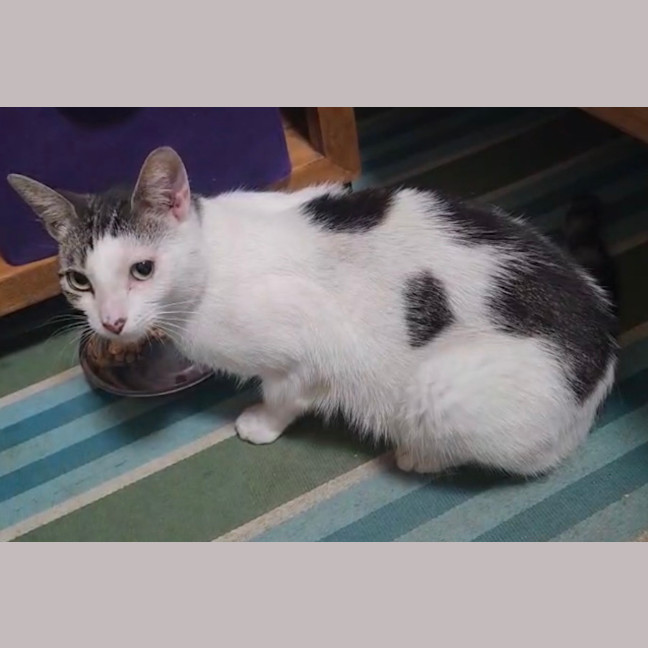 Photo of Simba