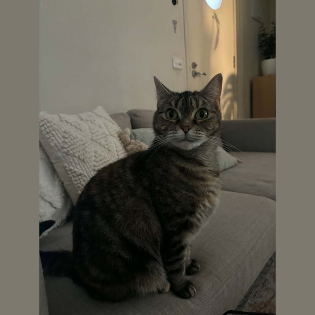 Photo of Birdie   In Foster Care In Richmond