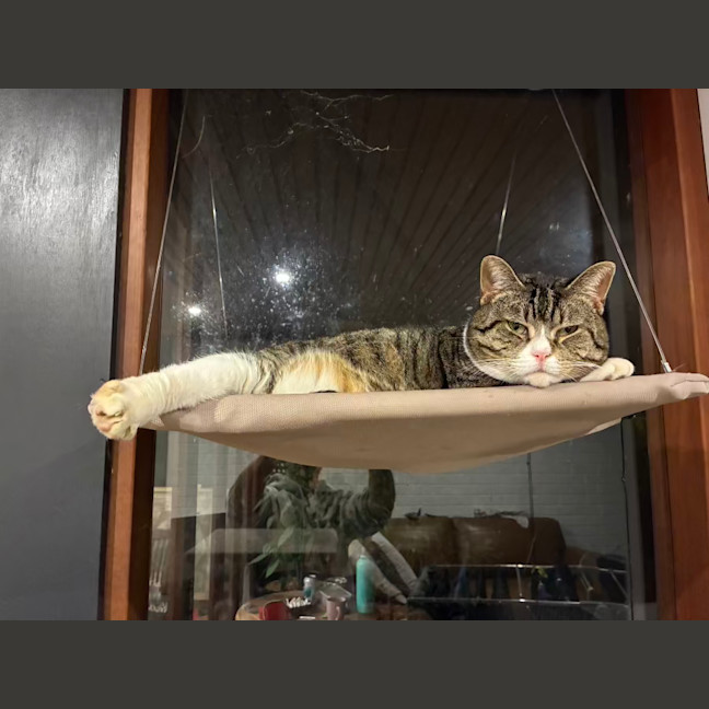 Photo of Izzy