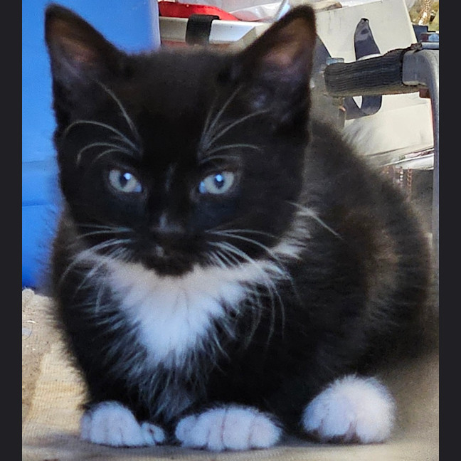 Photo of Ace **2nd Chance Cat Rescue **