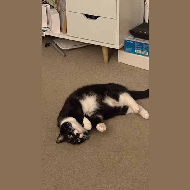 Photo of Oreo