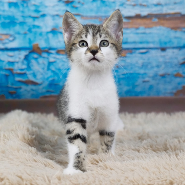 Photo of Peanut