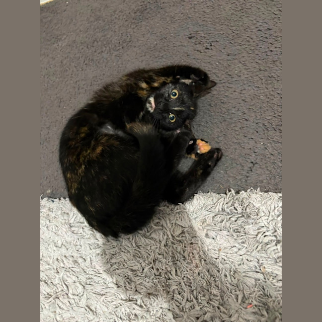 Photo of Caramel