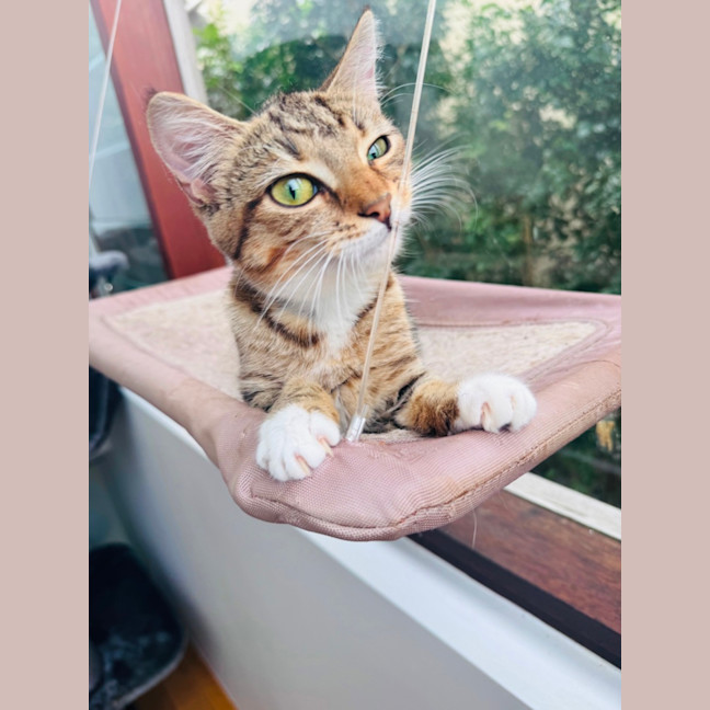 Photo of Buttercup