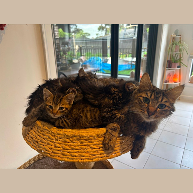 Photo of Beauty Meet Me@Petstock Hastings