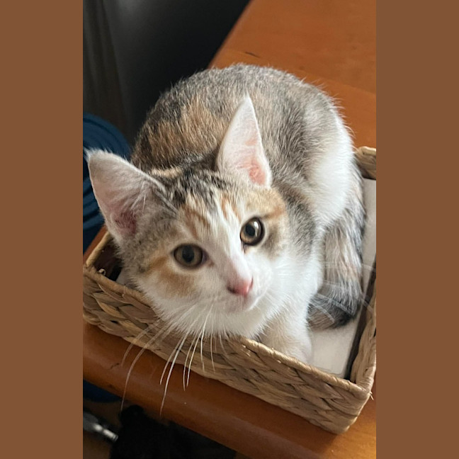 Photo of Kit Kat