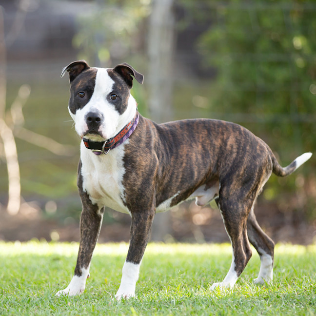 Photo of Yogi