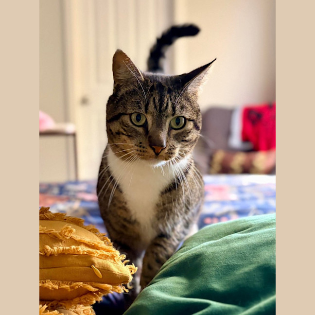 Photo of Tiddles