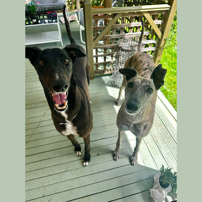 Photo of Joey, Greyhound