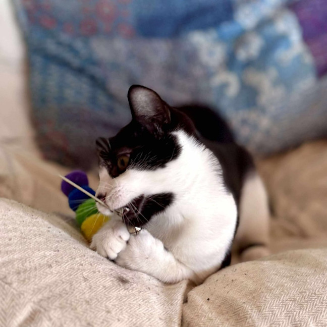 Photo of Sammy   Located In Eltham