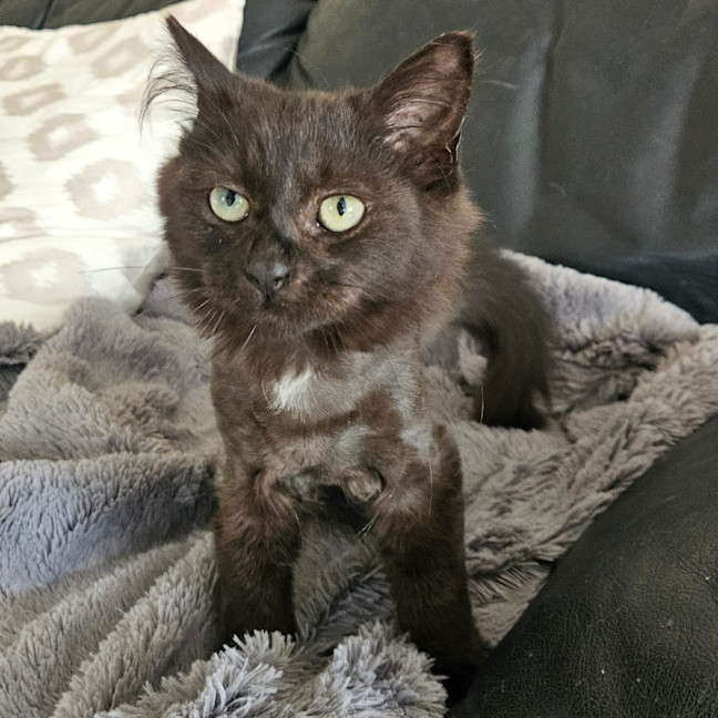 Photo of Noir