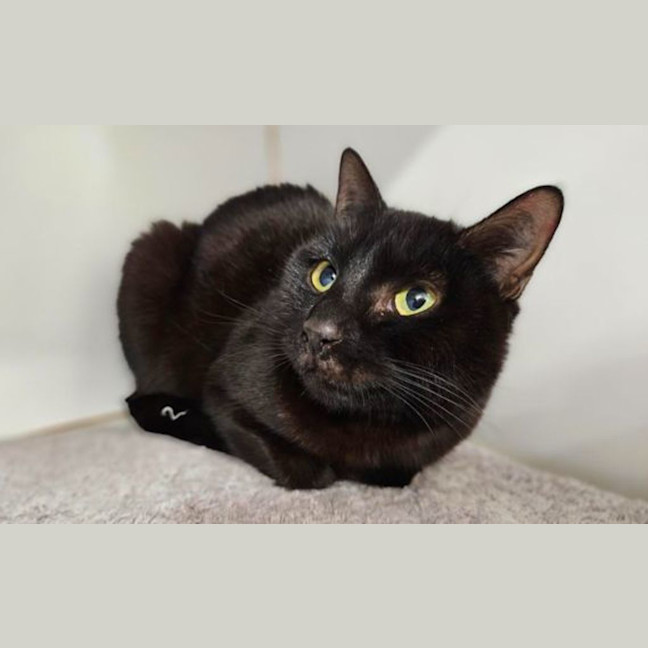 Photo of Luna