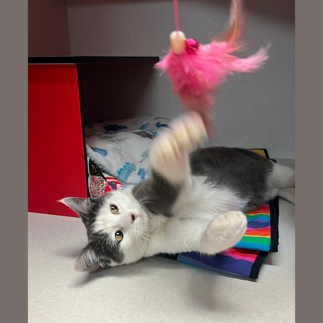 Photo of Flirty 