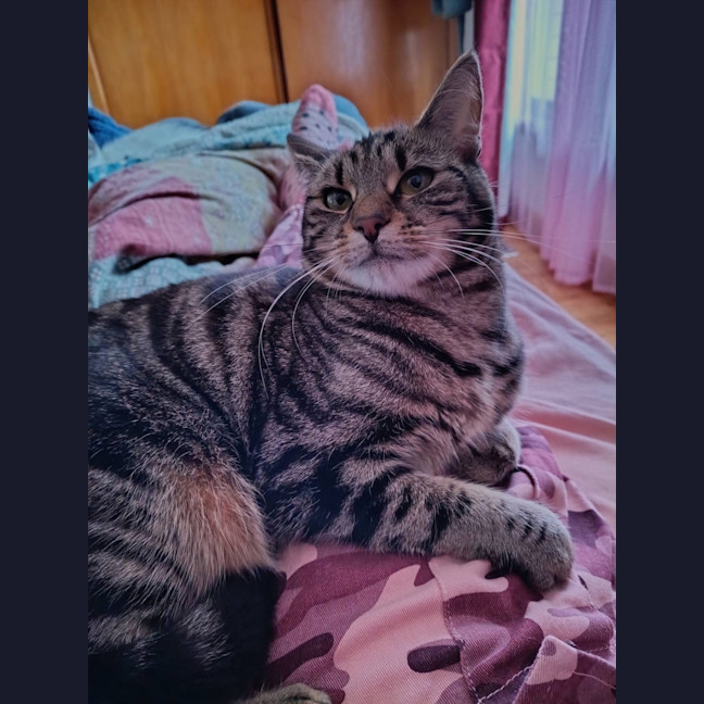 Photo of Pepper