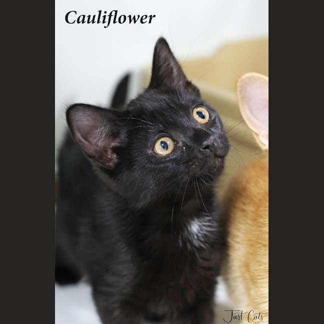 Photo of Cauliflower