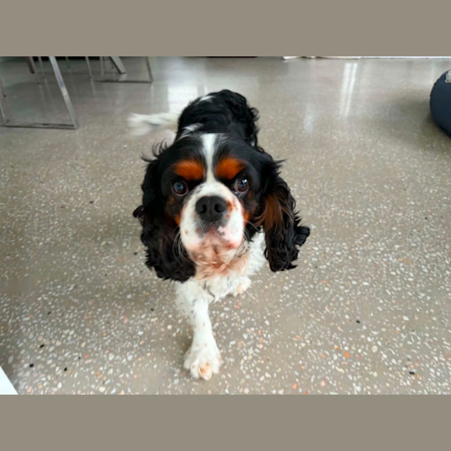 Photo of Teddy