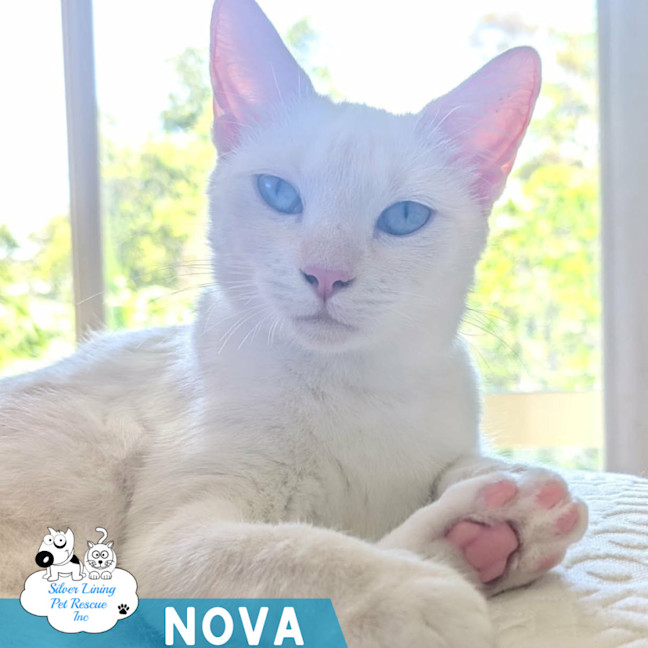 Photo of Nova
