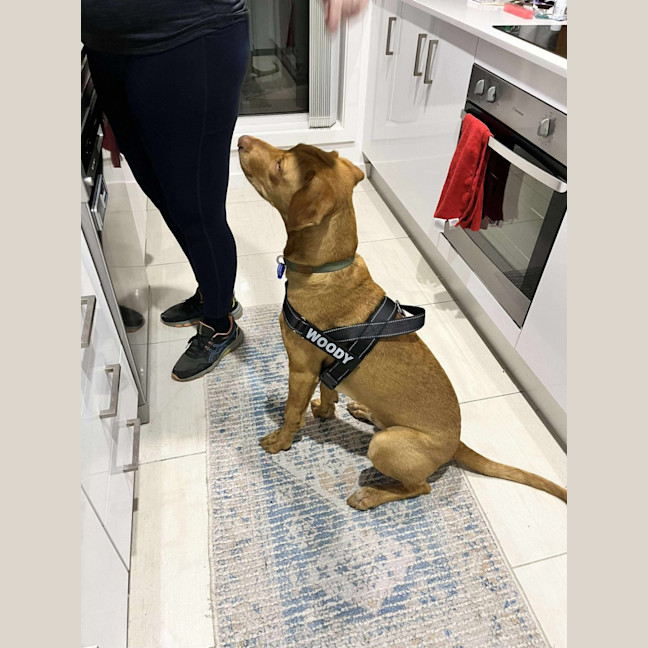 Photo of Woody   1 Year Old Mixed Breed