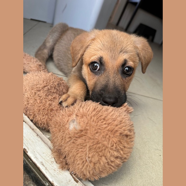 Photo of Churro