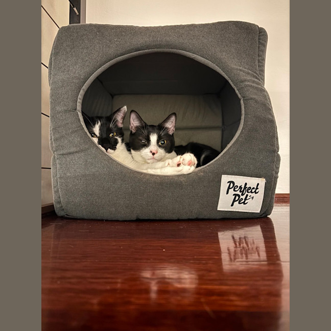 Photo of Buster & Harry