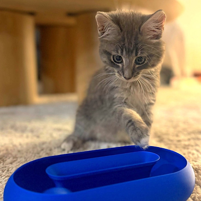 Photo of Ziggy