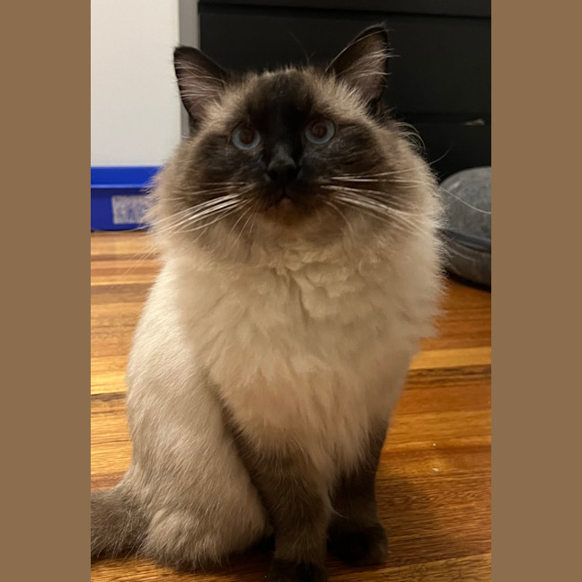 Photo of Merlin