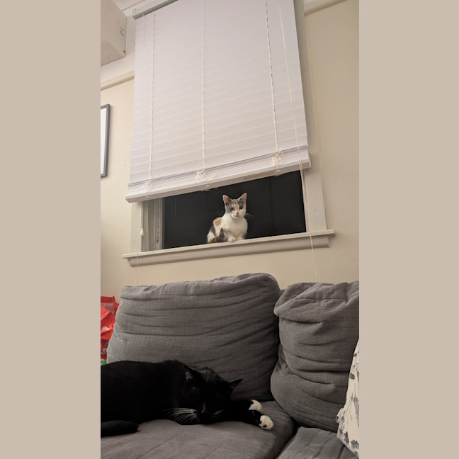 Photo of Pumpkin Nikki