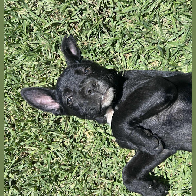 Photo of Pitu