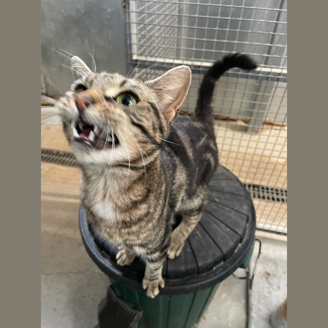 Photo of Banoffee