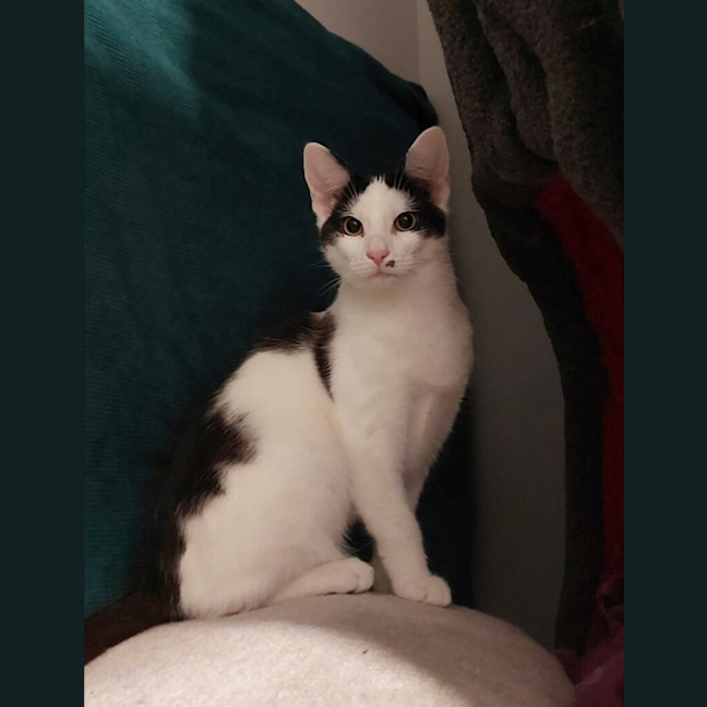 Photo of Hercule Poirot