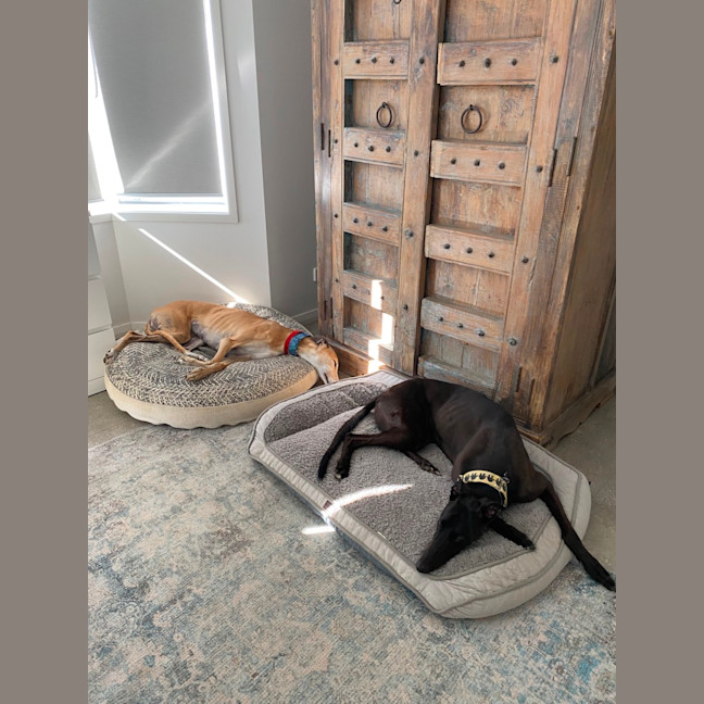 Photo of Precious The Greyhound 