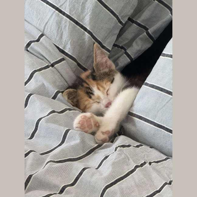 Photo of Scarlett ❤️ Meet Me At Petstock Hastings 23/3