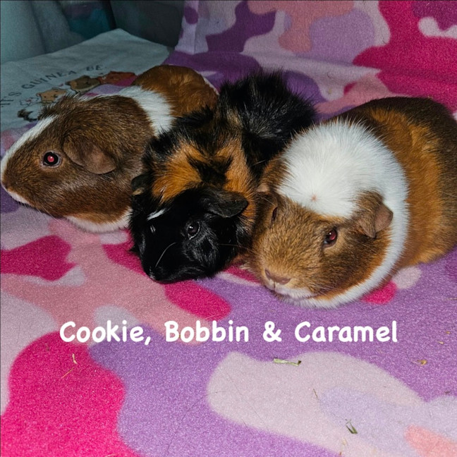 Photo of Bobbin, Cookie & Caramel