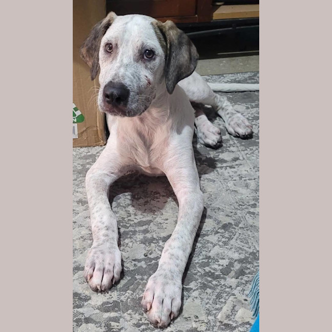 Photo of Brainy Smurf