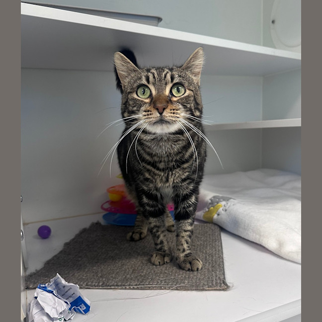 Photo of Oliver