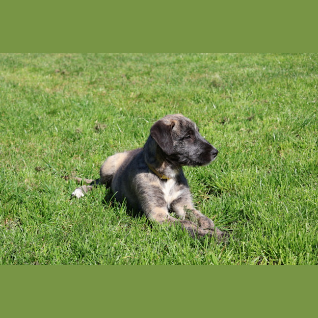 Photo of Wild Nephin