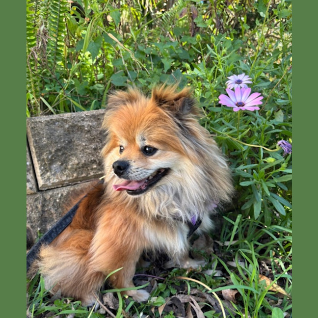 Photo of Milo