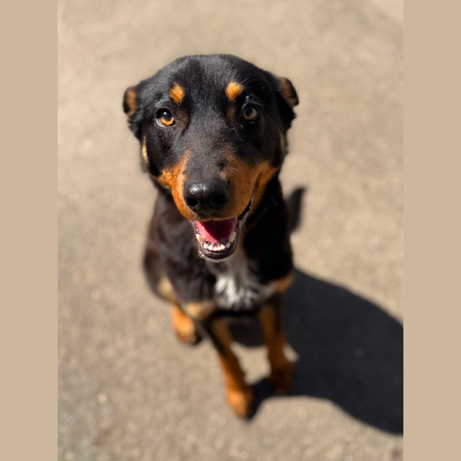Photo of Teddy