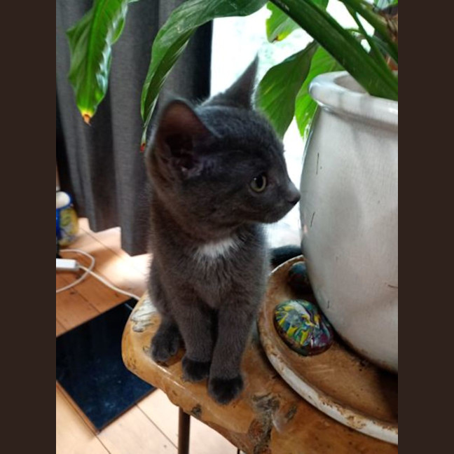 Photo of Wolf 🐾🐺💙