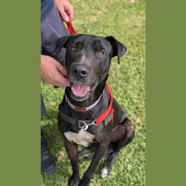 Photo of Cane