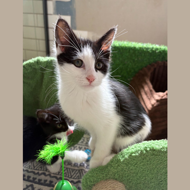 Photo of Salt & Pepper