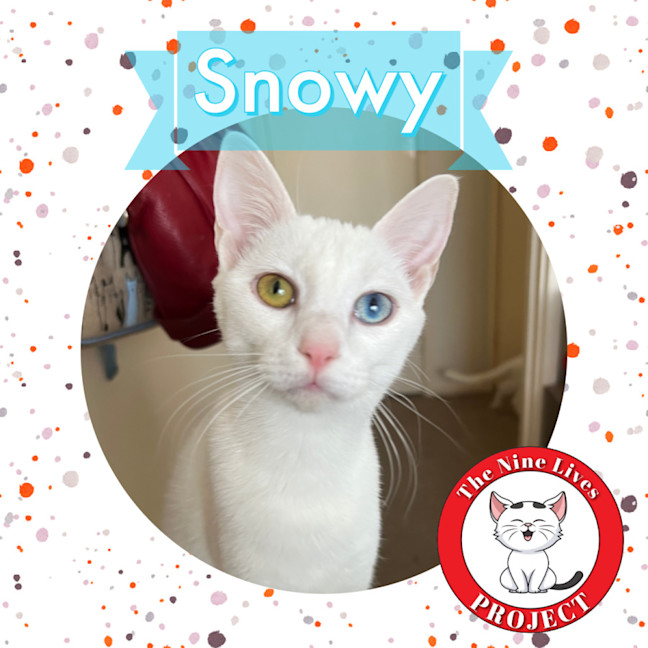 Photo of Snowy *9 Lives Project Rescue*