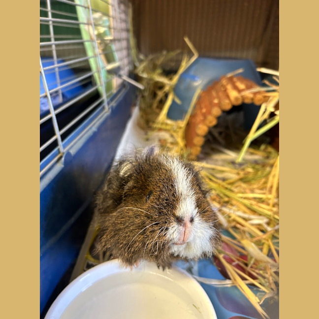 Photo of Mochi